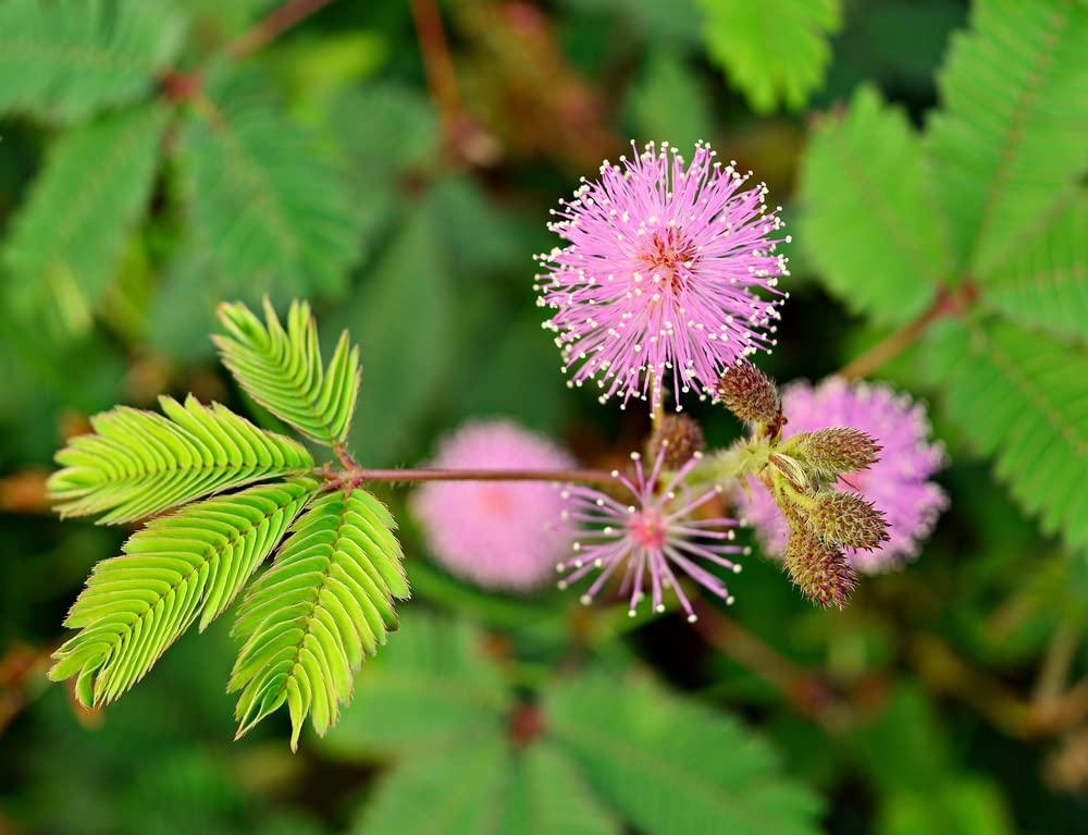 100 Sensitive Plant Seeds for Planting - Exotic Flower Seeds - Mimosa Pudica, Moving Plant, Shy Plant, Shameful Plant, Touch-me-not Made in USA, Ships from Iowa