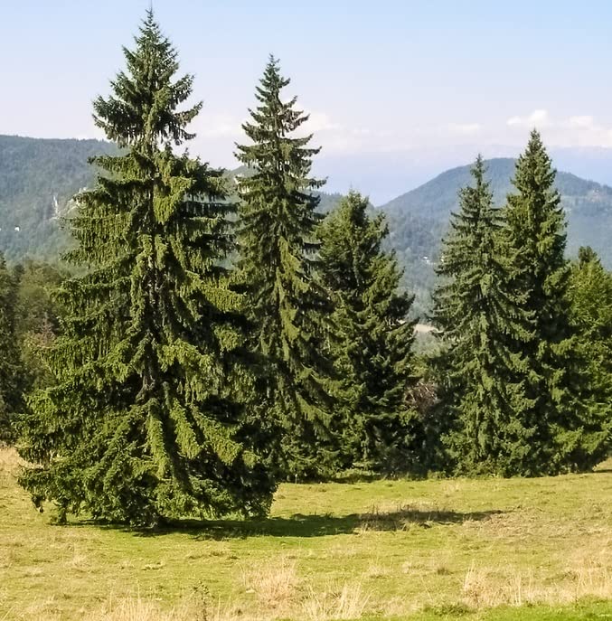 Norway Spruce Tree Seedlings for Planting - Beautiful Evergreen Tree Seeds - Picea Abies - No Ship to California