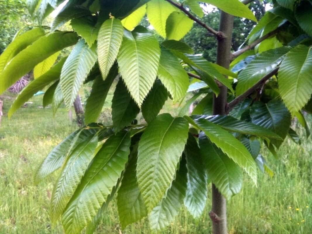 2 European Giant Chestnut Seeds for Planting - Spanish Chestnut Castanea Sativa Bouche de Betizac