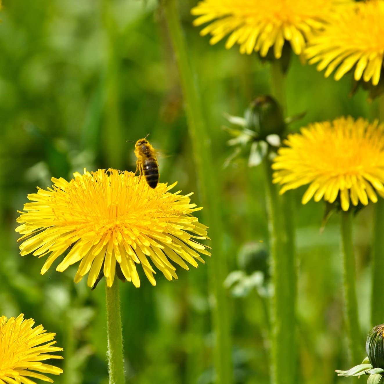 250 Dandelion Seeds for Planting - Taraxacum officinale - Perennial Herb Flowers