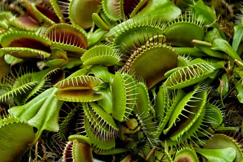 Venus Fly Trap Seeds for Planting - 10 Seeds of Dionaea muscipula - Carnivorous Plant