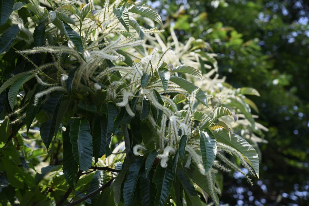 Japanese Silverleaf Chestnut Tree Seeds - Prolific Yielder - Castanea crenata Silverleaf