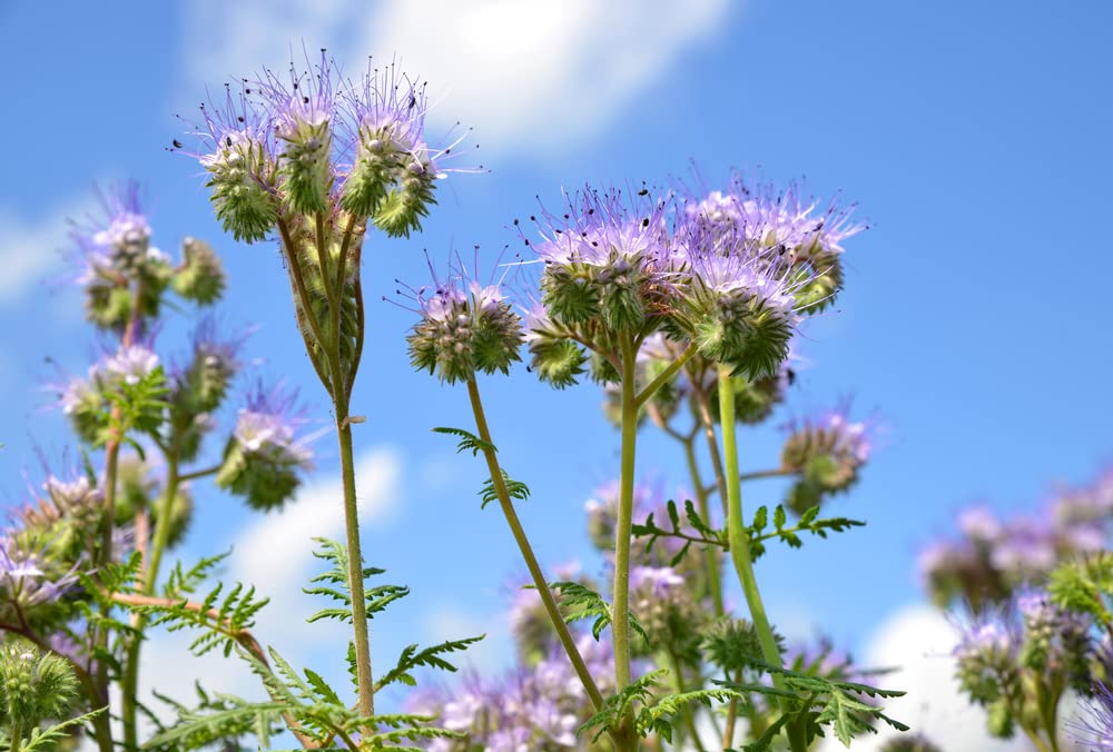 Lacy Phacelia Wildflower Seeds - 250 Seeds - Easy to Grow