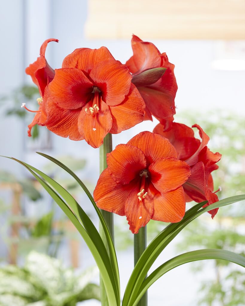 Large Souvereign Orange Amaryllis Bulb for Planting - Easy to Grow - Indoor/Outdoor - Stunning Orange Amaryllis