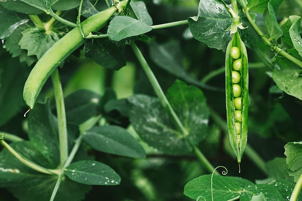 CZ Grain Food Plot Seeds for Planting - Grow Food for Deer, Turkey, Elk, Phesants, Quail and Other Wild Game