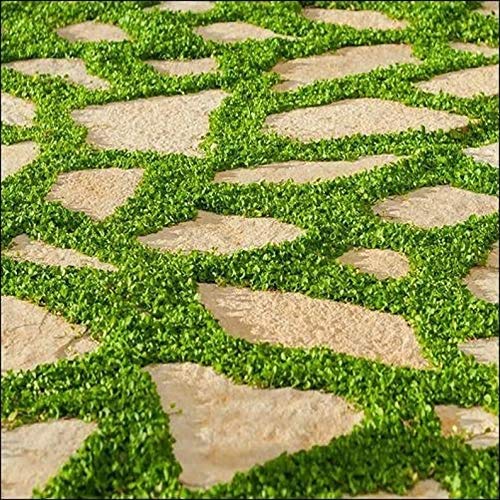 Dichondra Plant Seeds - 100 Seeds