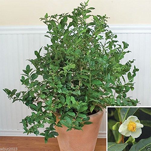 Green Tea Plant Seeds - Camellia sinensis, also known as Tea Plant, Tea Tree (10 Seeds)