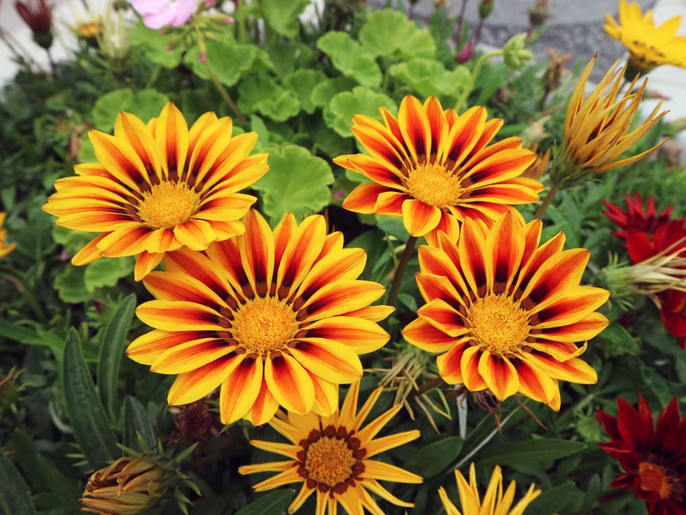 Red and Yellow Gazania Flower Seeds to Grow - Made in USA, Ships from Iowa - Great with Marigold or Roses. Gazinga Seeds
