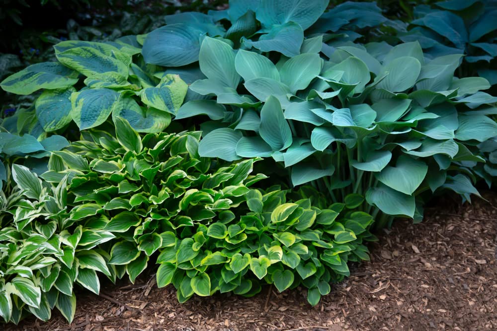 Mixed Hosta Plant Roots for Growing - Gardners Mix