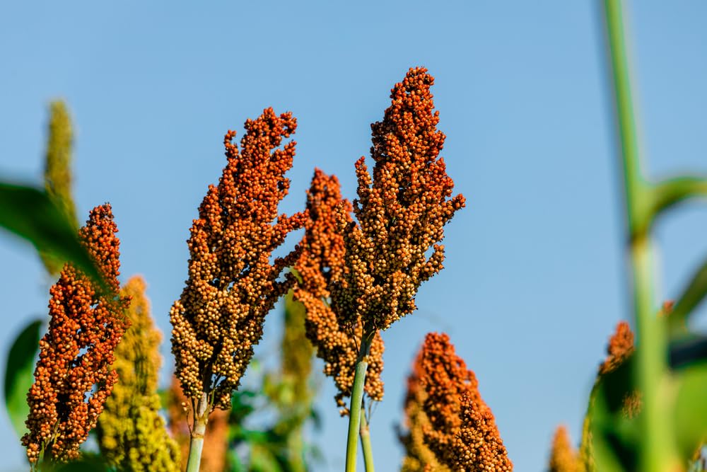 500 Sweet Sugar Cane Sorghum Seeds for Planting - Heirloom & Open-Pollinated Variety, Non-GMO Vegetable Seeds for Planting in The Home Garden