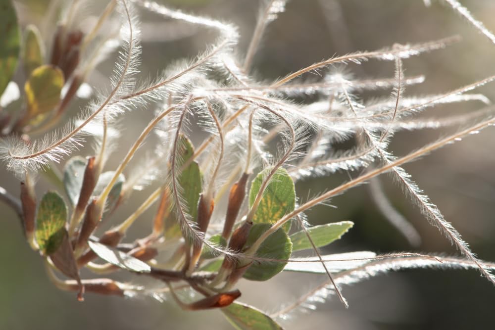 10 Mountain Mahogany Bush Seeds for Planting - Cercocarpus betuloides