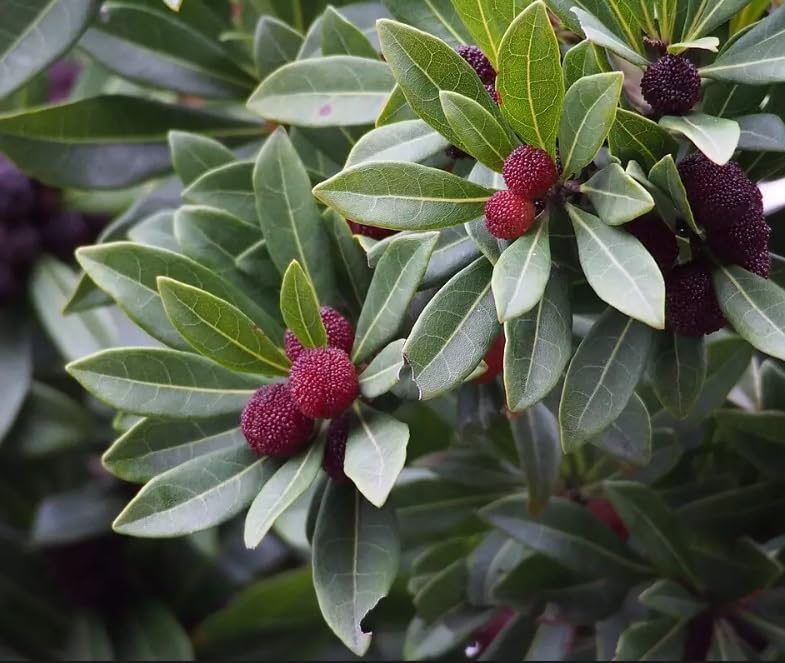 10 Yumberry Tree Seeds for Planting - Great for Yard or as Bonsai - Myrica rubra