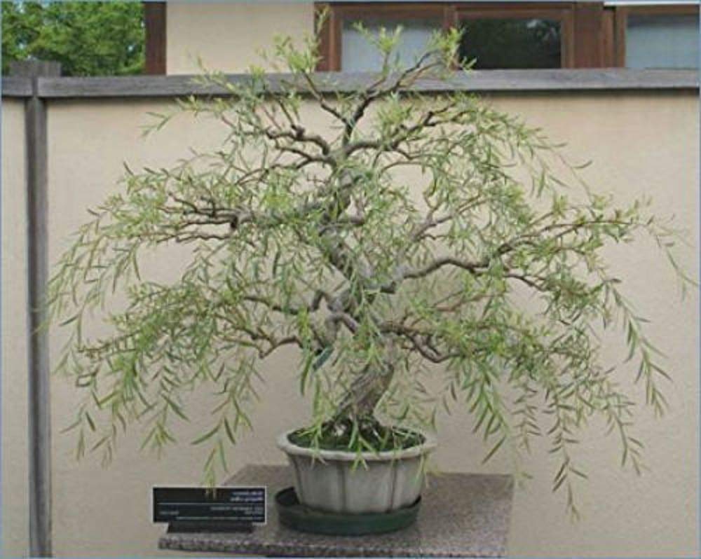 Jumbo Bonsai Tree Dragon Claw Willow - 3 foot tall Trunk approx 2-3 inches Thick