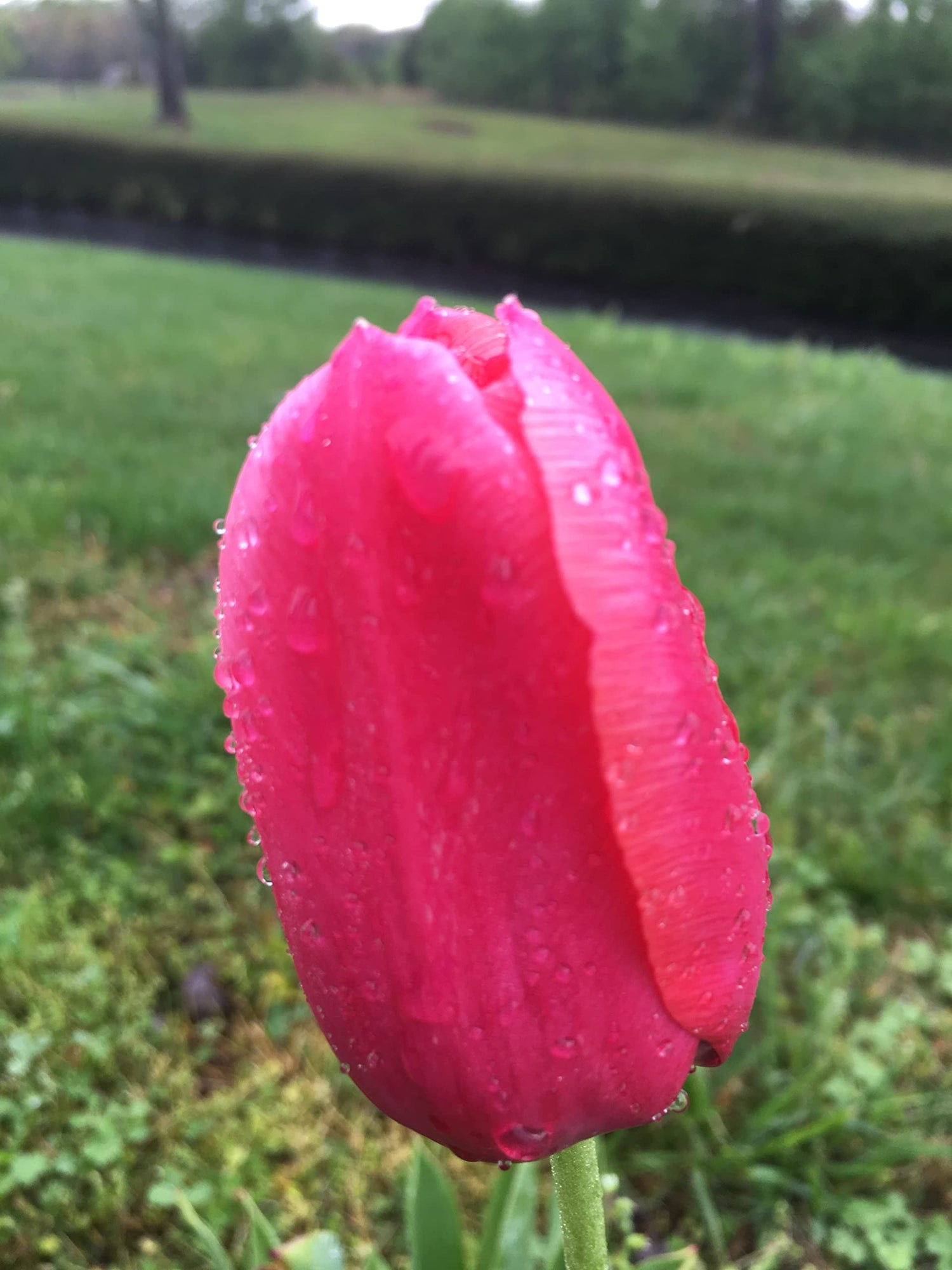 Tulip Bulbs - 20 Pink Impression Darwin Tulip - Bulb Size 11/12 cm - Fall Planting & Spring Blooms
