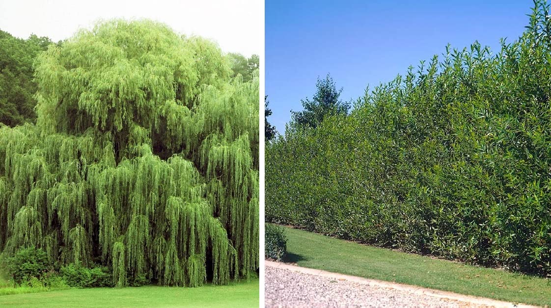 Kris's Combo - 2 Weeping Willow Trees and 2 Aussie Willow Trees - Easy to Grow for Landscaping, Shade or Privacy - Made in USA