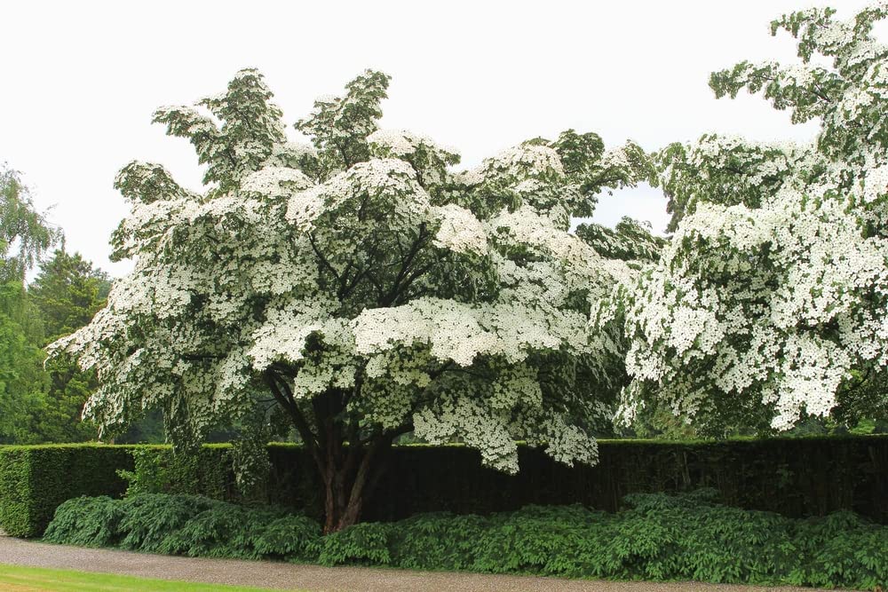 Kousa Dogwood Tree Seedlings for Planting - Cornus kousa - No California