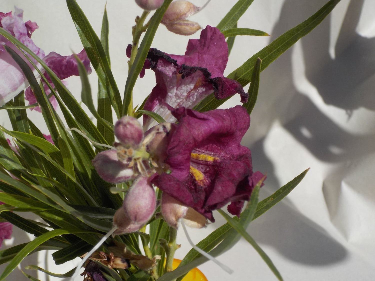 Desert Willow Chilopsis linearis small-medium tree 25 seeds