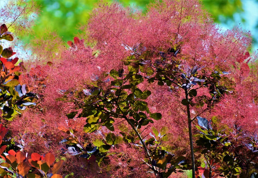 Smoke Tree Bonsai Seeds for Planting - 40 Seeds to Grow of Cotinus coggygria - Exotic Smoke Shaped Pink Flowers