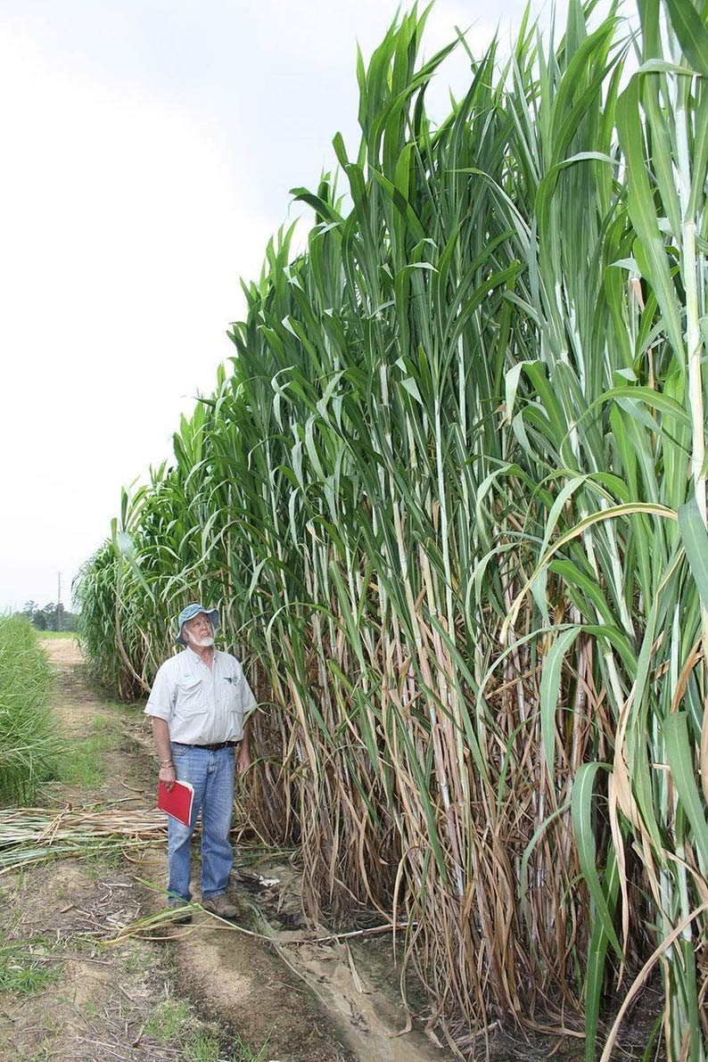 Elephant Grass Seeds - 30 Seeds - Tallest Grass in The World - Ships from Iowa, Made in USA