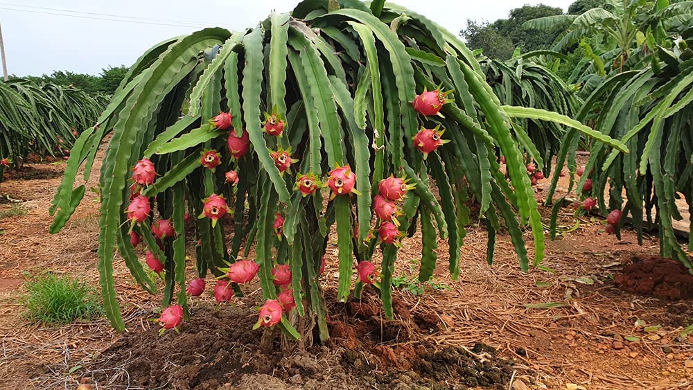 100+ Dragon Fruit Seeds (Pitaya/Pitahaya/Strawberry Pear) Hylocereus Undatus Cactus Seeds