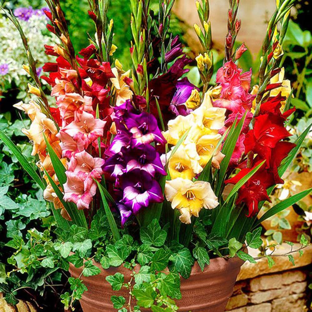4pcs Gladiola Gladioli Bulbs Gladioli Mixed Bulbs Large Flowering Mixed Rainbow Colour Collection Colourful Summer Flowering Bulbs for Gardens .Diameter:1.4 in, Random Color.