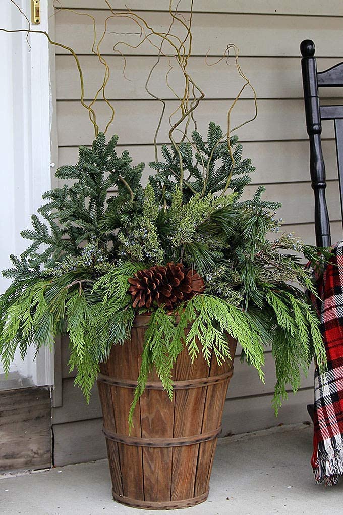 40 Fresh Cedar Tree Branches with Balls - Approx 18 inches Long, Branch Tips for Wreaths, Garlands, Christmas Decorations,Wedding Decor, Shabby Chic Bough - Juniper Branches
