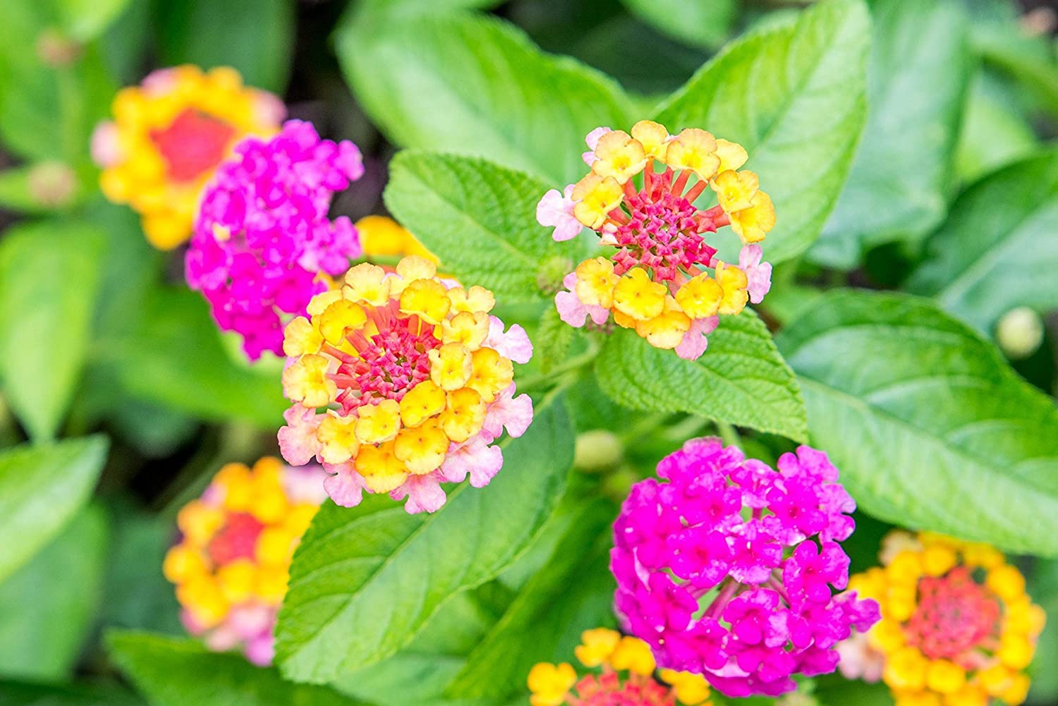 Lantana Flower Seeds for Planting - 200+ Mixed Color Flower Seeds to Plant - Made in USA, Ships from Iowa. Very Good Butterfly Plant