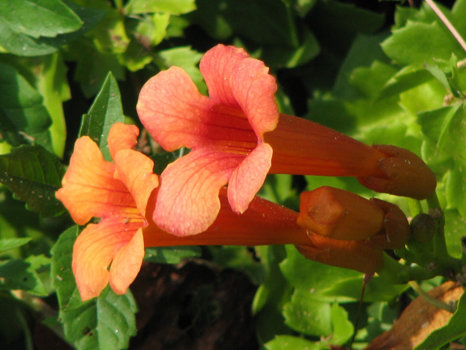 trumpet, or HUMMINGBIRD VINE orange/ red FLOWER, 20 seeds! GroCo