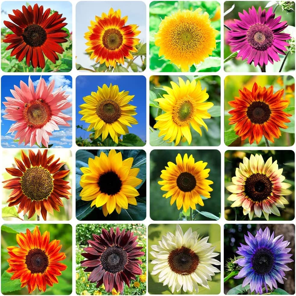 Sunflower Seeds for Planting Heirloom Non-GMO, Bulk Package of 15 Varieties Mix Seeds, Attracts Pollinators