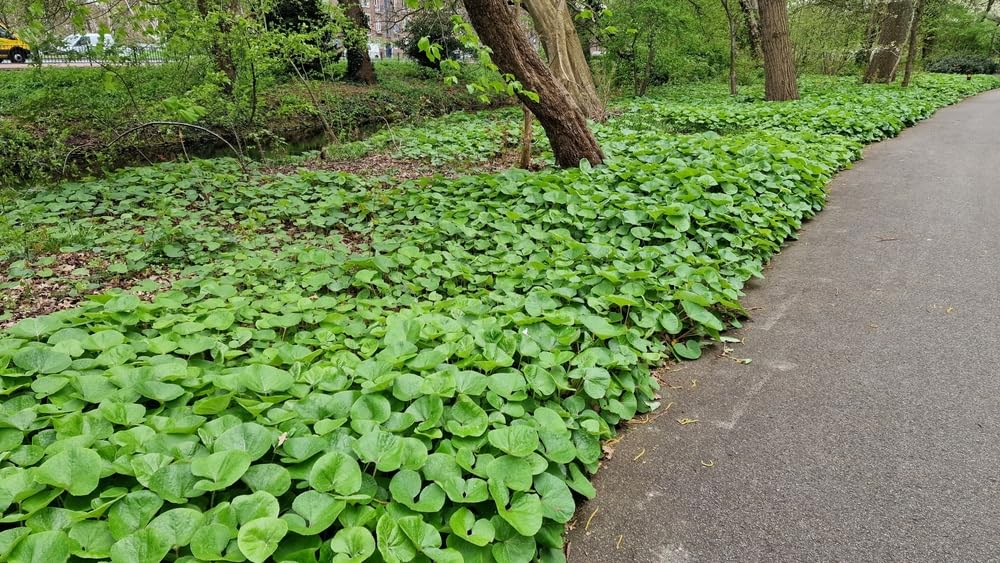 Wild Ginger Plants for Growing, Shade Loving Perennial, Great for Borders or Paths, Around Trees