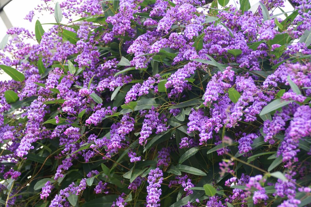 Climbing Coral Pea Vine Seeds for Planting (10 Seeds) - Hardenbergia violacea 'Climbing Form'