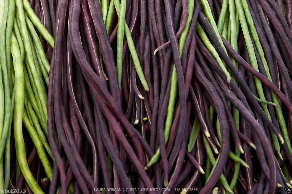 Yard Long Bean, Mix Seed (Vigna unguiculata subsp sesquipedalis) Red & Green(10 Seeds)