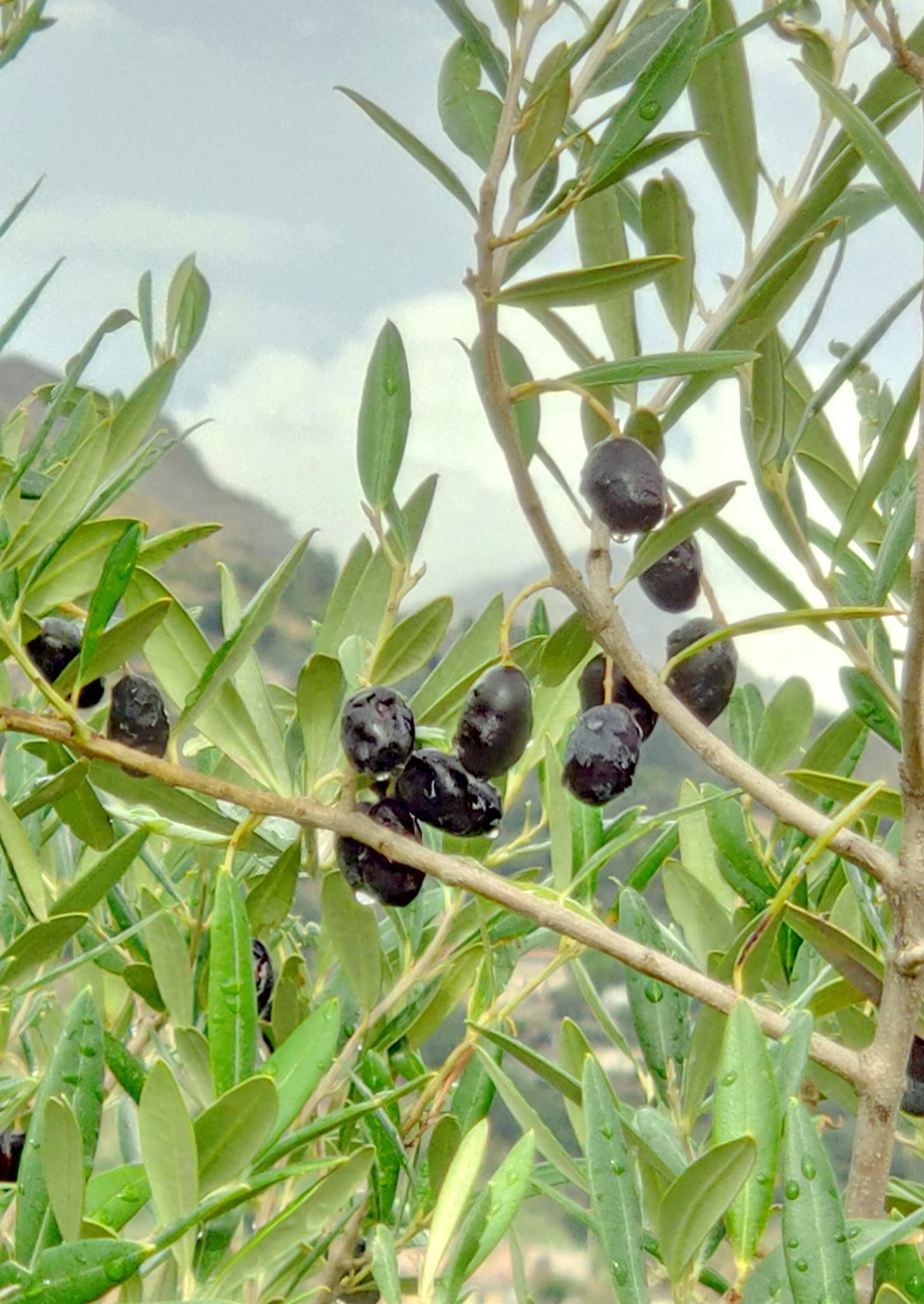 Bonsai Olive Tree Seeds for Planting | 10 Seeds | Olea europaea