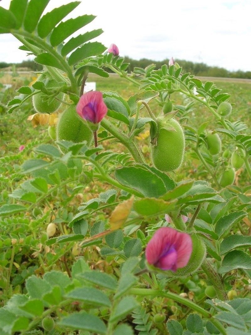 Chickpeas Plant Seed, (100 Seeds) A.k.a Garbanzo Beans, Gram, Easy to Grow, Organic