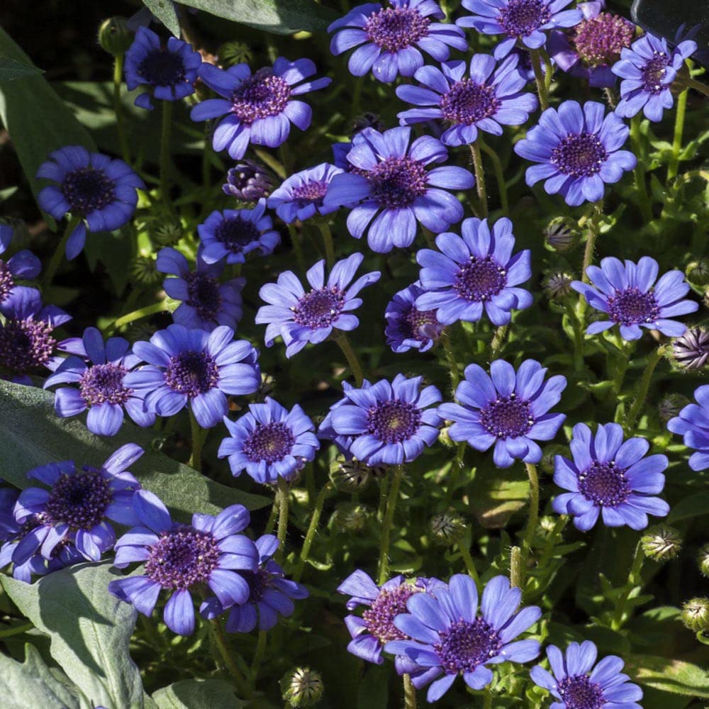 The Blue's Blue Daisy Seeds for Planting (100 Seeds) - Felicia Heterophylla Blue