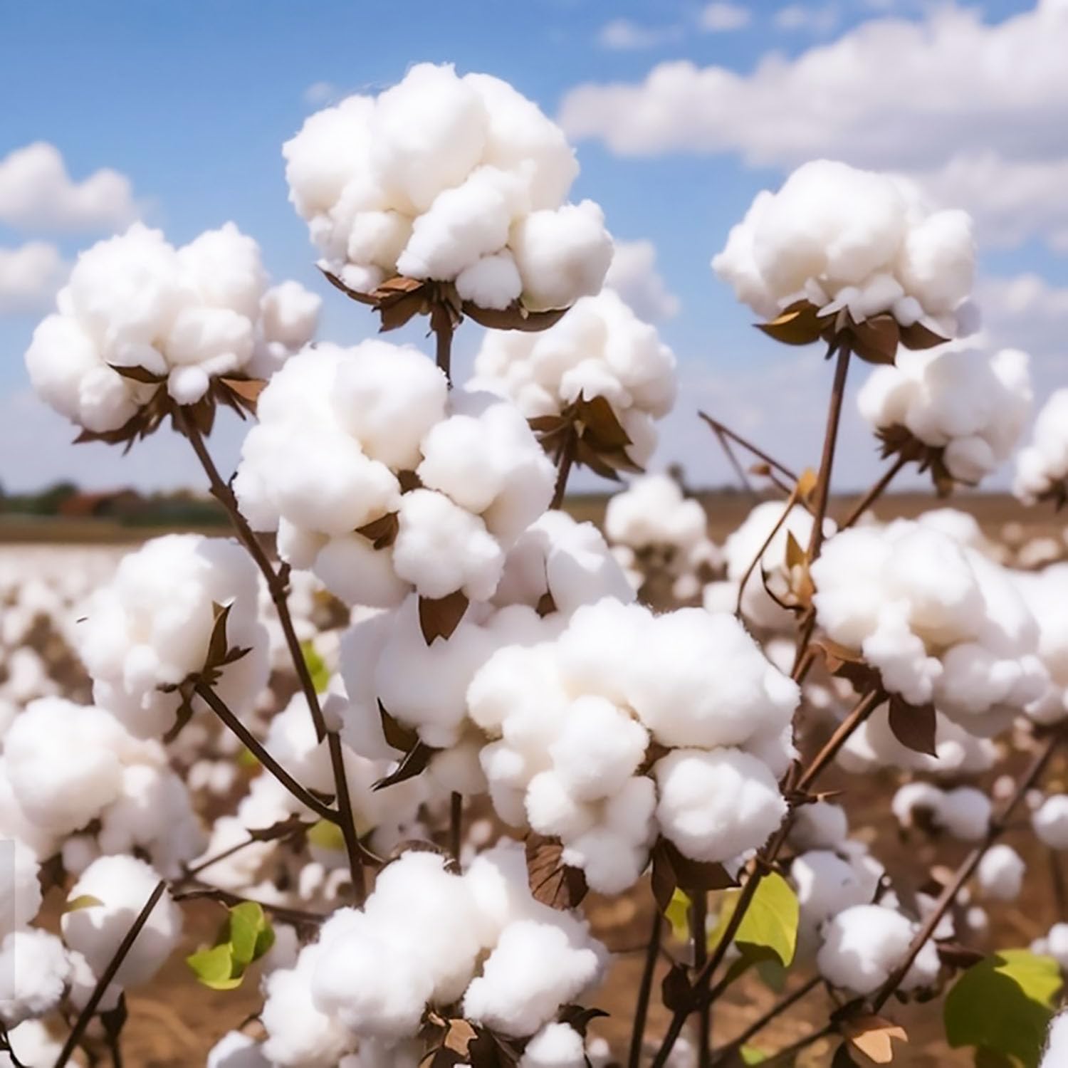 American Cotton Seeds for Planting - Gossypium hirsutum - (50 Seeds)