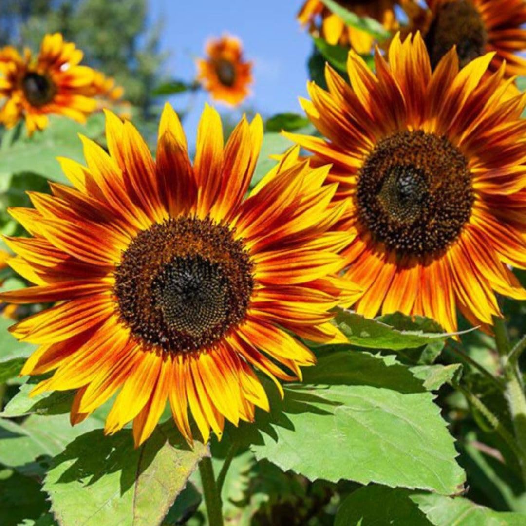 RattleFree Sunflower Seeds for Planting | Heirloom & Non-GMO | 50 Red Sun Sunflower Seeds to Plant in Home Gardens | Full Planting Instructions on Each Planting Packet
