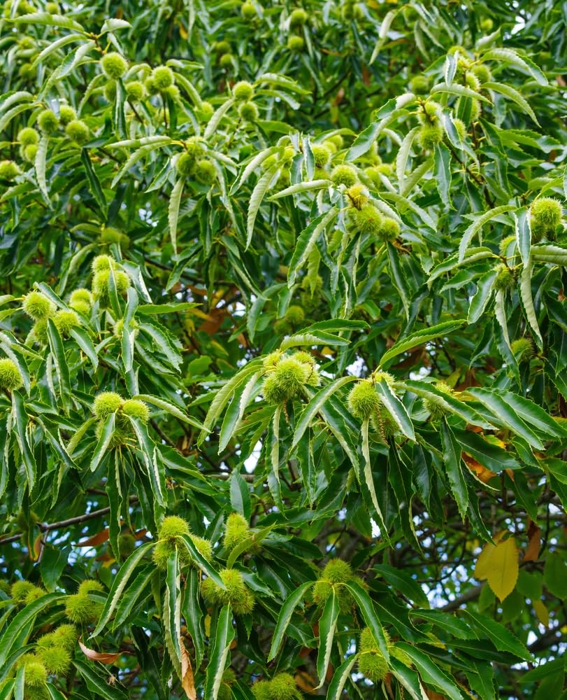 Chinese Chestnut 2 Live Tree Seedlings | No Ship to California | Chinese Chestnut Trees