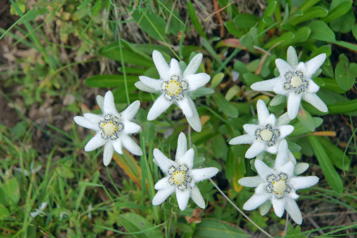 Edelweiss Flower Seeds for Planting (30 Seeds) - Leontopodium alpinum