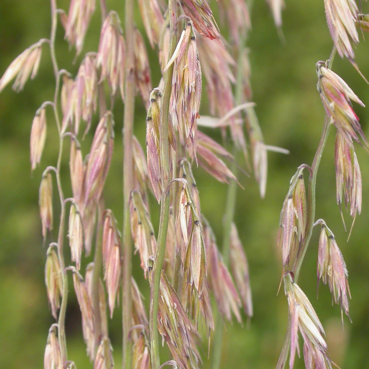 Sideoats Grass Seeds for Planting - Bouteloua curtipendula (500 Seeds)