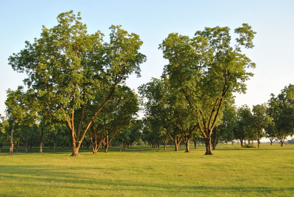 6 Pecan Tree Seeds for Planting - Carya illinoinensis
