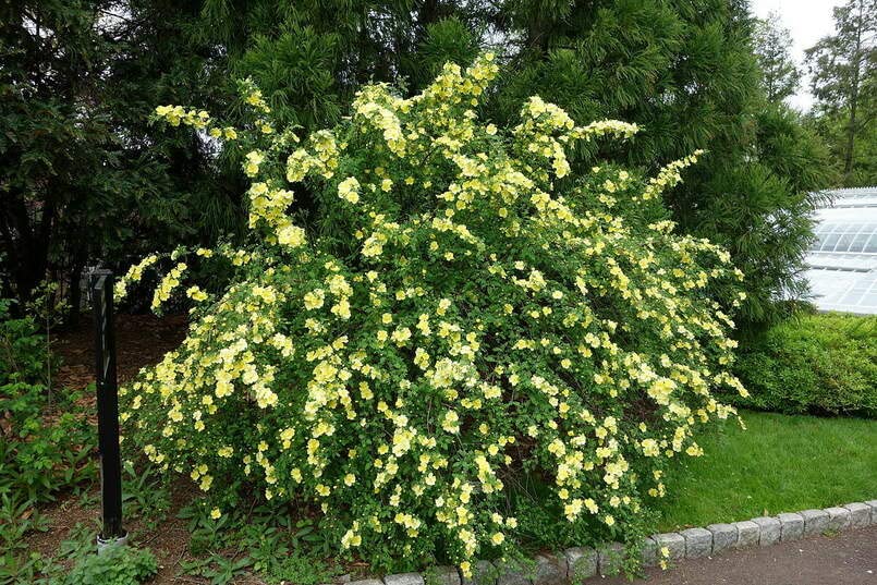 Yellow Manchu Rose Bush Seeds for Planting (50 Seeds) - Rosa xanthina