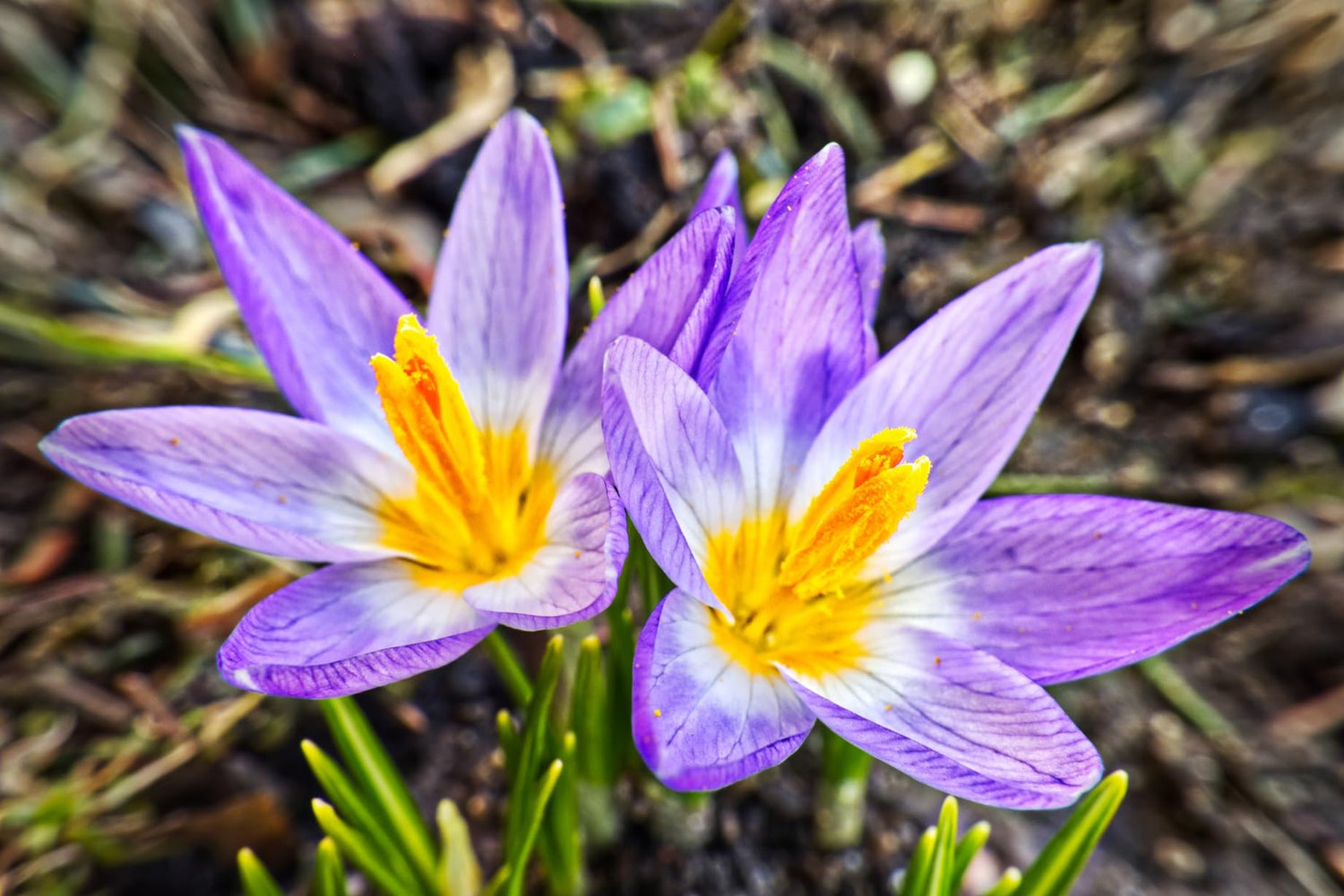Tricolor Crocus Bulbs for Planting (20 Bulbs)