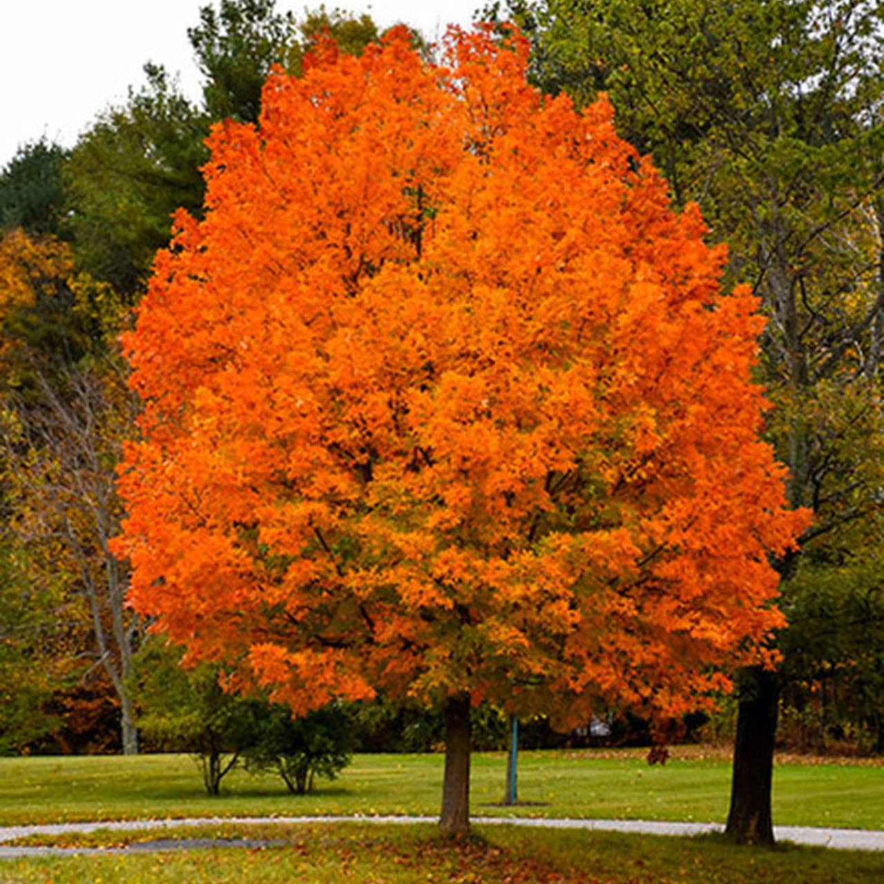 Sugar Maple Tree Seedlings for Planting | Live Tree Seedlings - No Ship to California