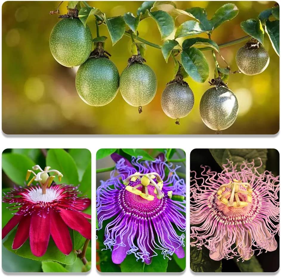 Heirloom Fruit Seeds - 5 Variety Individual Packs - Grape, Apple, Kiwi, Guava, Passion Fruit Seeds for Planting - Home Garden Bonsai Fruit