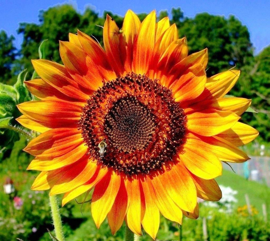 100+ Colorful Mix, Sunflower Seed for Planting - (Helianthus annuus) Non-GMO Seeds - Made in USA