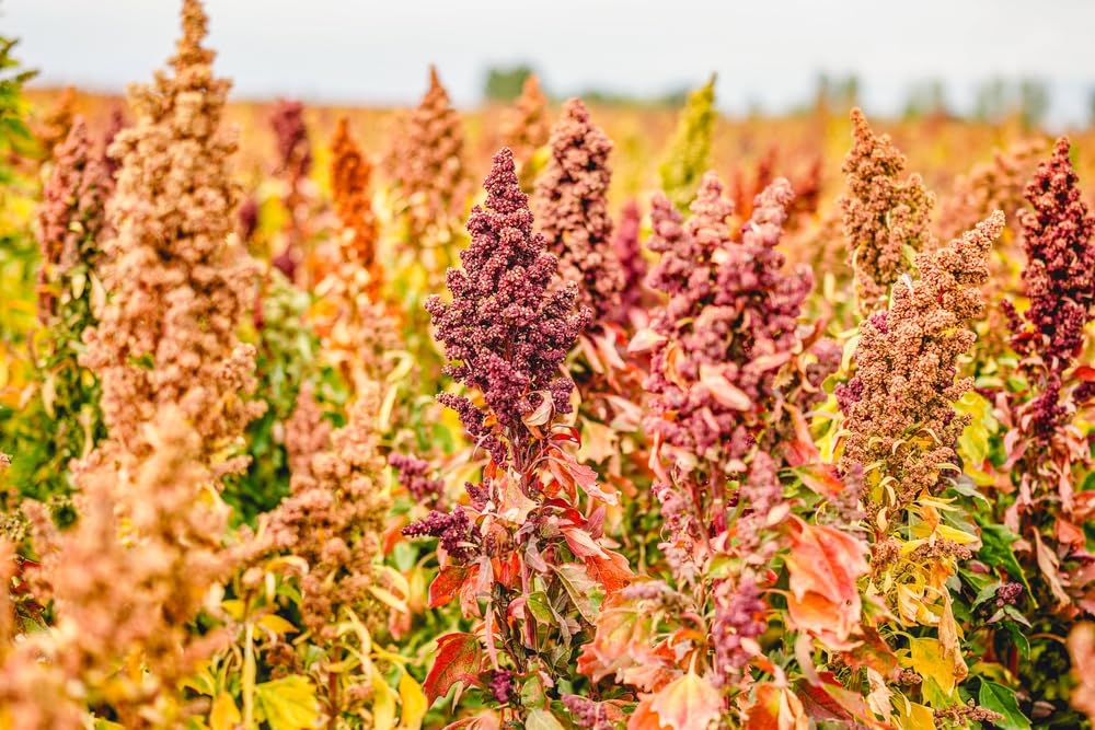 Brightest Rainbow Quinoa Seeds for Planting (500 Seeds)