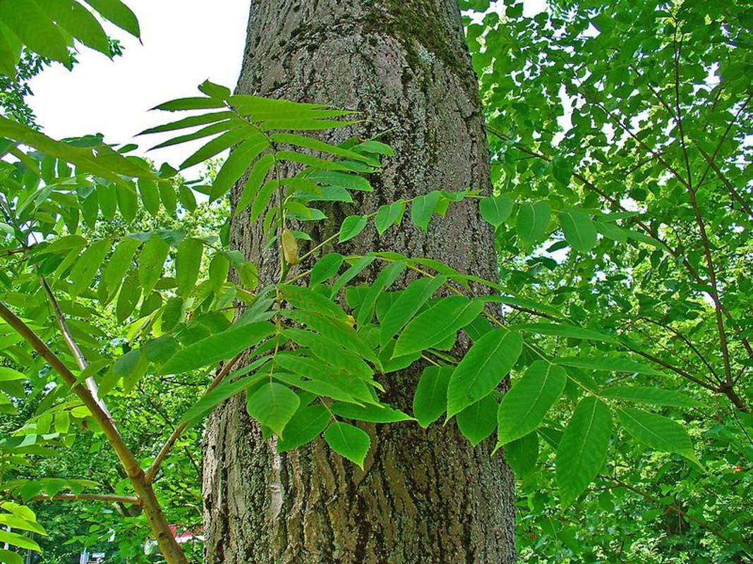 5 Butternut Tree Seeds for Planting - Amazing and Exotic Fruit Tree
