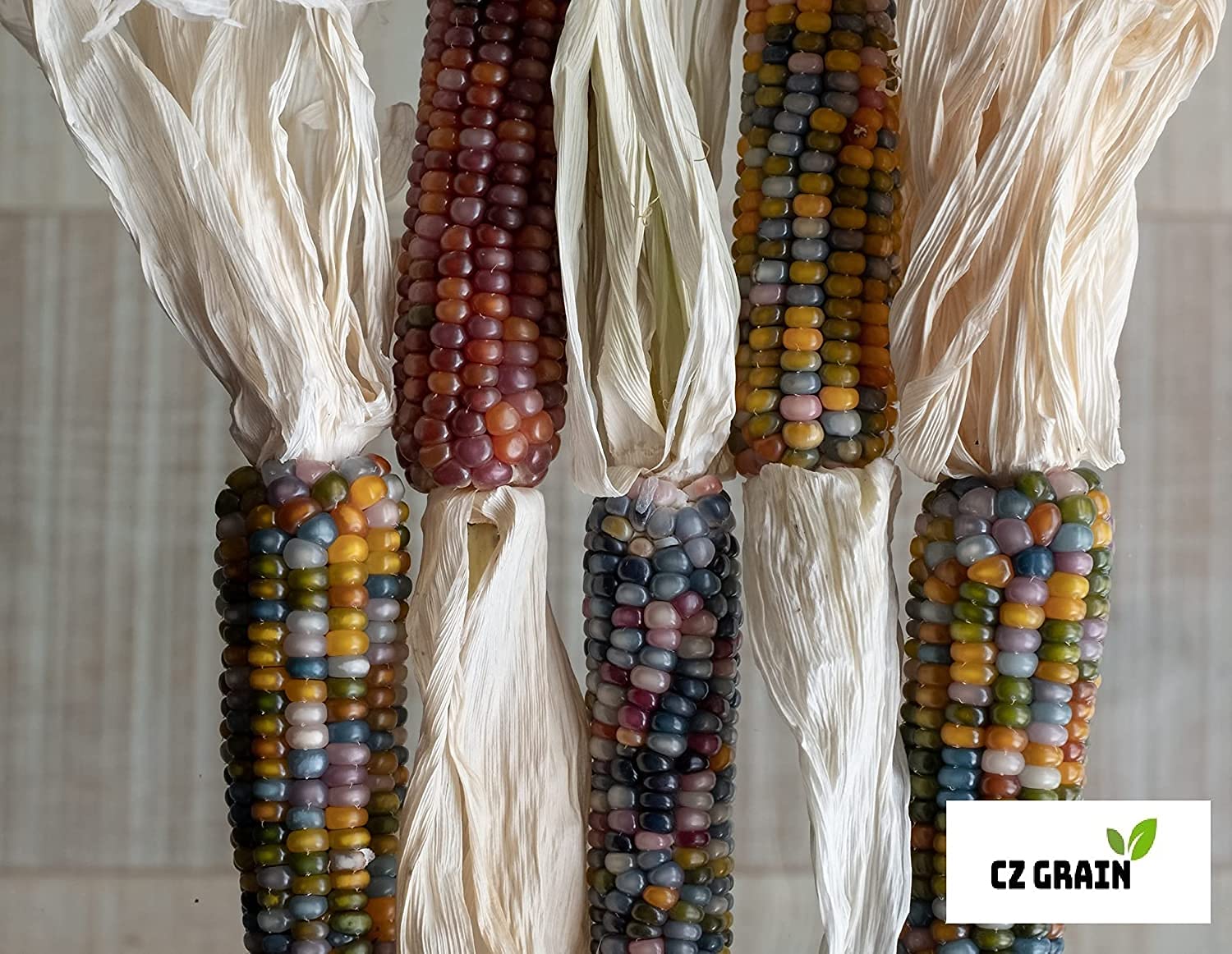 Kwanzaa Display Corn - 3 Ears of Glass Gem Indian Corn with Husks Attached - 4-6 inch Ears with Husks