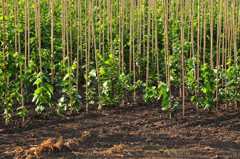 Rooted Hybrid Poplar Tree Seedlings for Planting - Fast Growing Privacy and Shade Trees